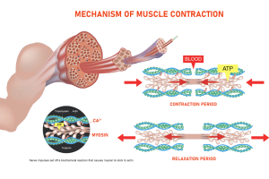 NUBWAY | Что такое RF-скульптура Ems? NUBWAY | Что такое RF-скульптура Ems?